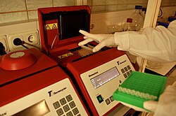 Placing a strip of eight PCR tubes into a thermal cycler