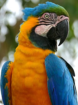 Blue-and-yellow macaw blushing.