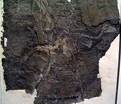 Specimen of the troodontid Jinfengopteryx elegans, with seeds preserved in the stomach region