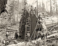 Clearcutting in Converse Basin resulted in a loss of 8,000 giant sequoia.[76]