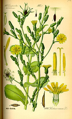 Wild lettuce (Lactuca virosa) by Otto Wilhelm Thome in Flora von Deutschland, Österreich und der Schweiz, 1885