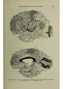 Brodmann's diagram of the cerebral cortex with the areas he identified
