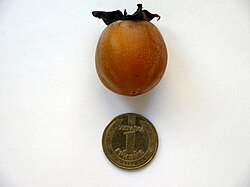Diospyros lotus fruit
