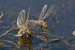 An Australian emperor dragonfly laying eggs, guarded by a male