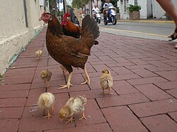 A family of feral chickens, Key West, Florida