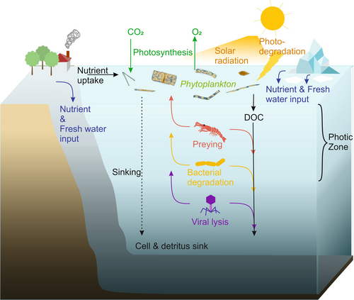 Cycling of marine phytoplankton [28]