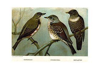Redwing, fieldfare, ring ouzel