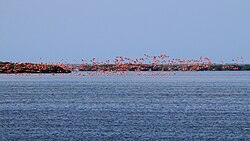 The flock flight at Cayo Coco, Cuba