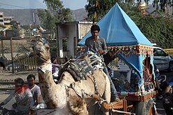 Camel pulling a coach in Rajasthan