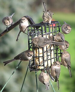 Bushtits on a suet feeder