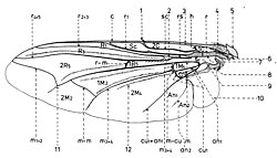 Wing venation of Sarcophagidae
