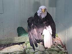 Lady Baltimore, a bald eagle in Alaska survived a poaching attempt in the Juneau Raptor Center mews on 15 August 2015
