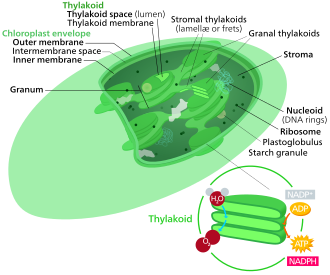The most common type of plastid is the chloroplast, which contains chlorophyll and produces organic compounds by photosynthesis.