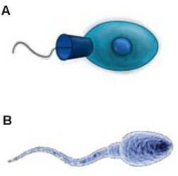 The calcium homeostasis of a modern sperm cell (B) looks very similar to that of an ancient choanoflagellate (A). The hormone precursor farnesol is very ancient in evolution, and its use goes back at least as far as the choanoflagellates which preceded the animals.[31]