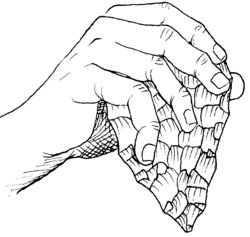 Drawing of how a biface aka hand axe may have been held