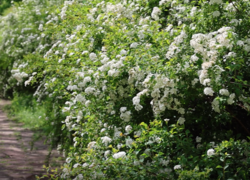 Typical habitat with Spirea flowers for the adults