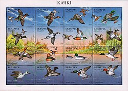 Anatidae: Eurasian teal (Anas crecca), gadwall (Anas strepera), northern pintail (Anas acuta), mallard (Anas platyrhynchos), greater scaup (Aythya marila), long-tailed duck (Clangula hyemalis), northern shoveler (Anas clypeata), garganey (Anas querquedula), Eurasian wigeon (Anas penelope), ferruginous duck (Aythya nyroca), common goldeneye (Bucephala clangula), common merganser (Mergus merganser), smew (Mergellus albellus), tufted duck (Aythya fuligula), red-breasted merganser (Mergus serrator), common pochard (Aythya ferina). Post of Belarus, 1996.