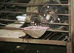 A civet, or sea fox, photographed in 2001 in the Zigong People's Park Zoo, Sichuan, by the Asian Animal Protection Network. The animal was kept hungry so that visitors could feed him live eels from a ladle.