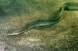 The European eel was named Muraena angvilla in 1758.