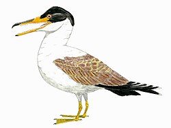 Restoration of I. dispar