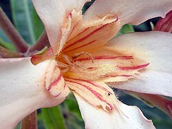 Detail of the candy-striped corona and feathery style of a single peach-colored flower