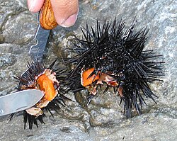 Sea urchin being cut open to eat its eggs