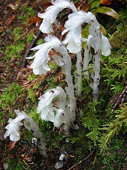'Monotropa' plant unable to photosynthesis, collects food from monotropoid mycorrhiza