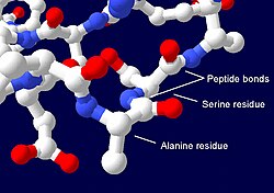 Polypeptide
