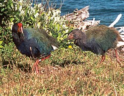 The takahē of New Zealand had not been seen since 1898 when it was rediscovered in 1948.