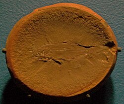 Fossil of the Carboniferous †elonichthyiform †Elonichthys peltigerus
