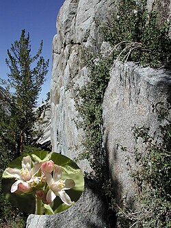 Cliffbush (Jamesia americana) Torr. & A.Gray var. rosea