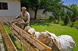 Homeowner and his Merino sheep.