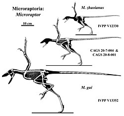 Skeletal restorations of various specimens