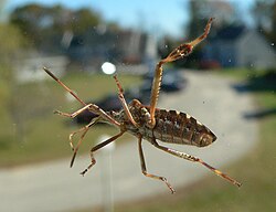 A WCSB found on a window in Maine in 2005