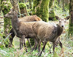 Red deer (Cervus elaphus) in Killarney National Park