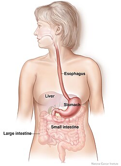 Adult digestive system