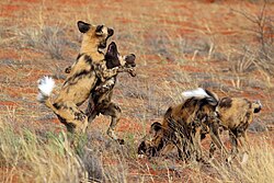 Play fighting after a kill in Tswalu Kalahari Reserve