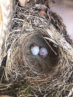 Black-capped chickadee nest.