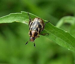 Adult beetle on a leaf