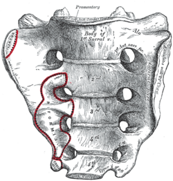 Sacrum