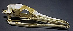 Skull