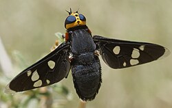 A male of Hyperalonia morio patrolling a patch of vegetation near the visitor center of Quebrada de las Higueritas in Lujan, San Luis, Argentina