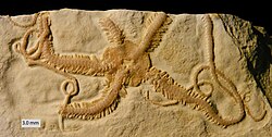 Ophiopetra lithographica from the Lower Hienheim Beds (Lower Tithonian, Upper Jurassic) near Regensburg, Germany