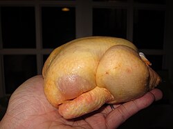 A poussin, or juvenile chicken