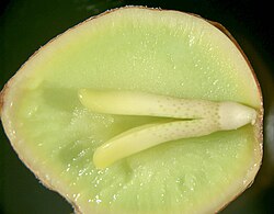 The inside of a Ginkgo seed, showing a well-developed embryo, nutritive tissue (megagametophyte), and a bit of the surrounding seed coat