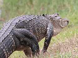 American alligator showing the crocodilian "high walk", with lower limb portions held almost vertically, unlike other reptiles.