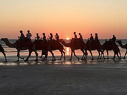 Camel rides are a popular tourist activity at Cable Beach in Broome.