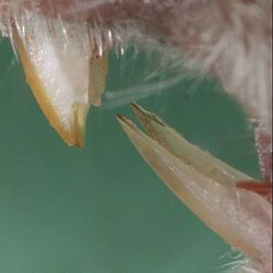 The house mouse is best identified by the sharp notch in its upper front teeth.