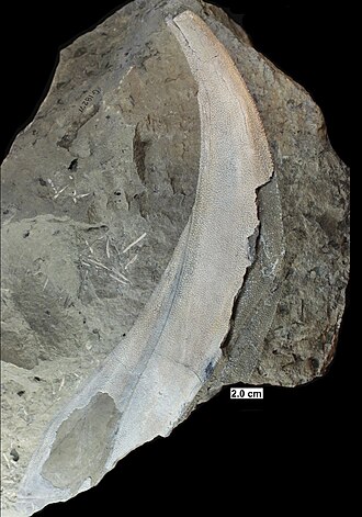 Fin spine of Eczematolepis, from the Middle Devonian of Wisconsin.