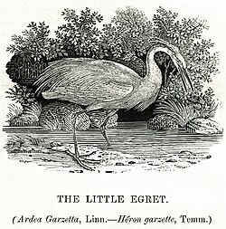 "The Little Egret" in Thomas Bewick's A History of British Birds, volume II, "Water Birds", 1804